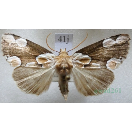 Thyatira batis (Linnaeus, 1758) Plamówka malinówka Czech41j